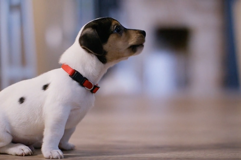 Video - Does Indoor Air Quality Affect My Pet? Photo of cute puppy.